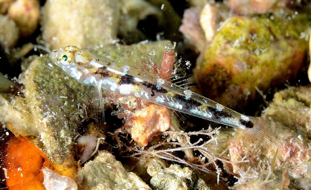 Pomatoschistus bathi